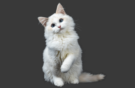 Коты / Кошки